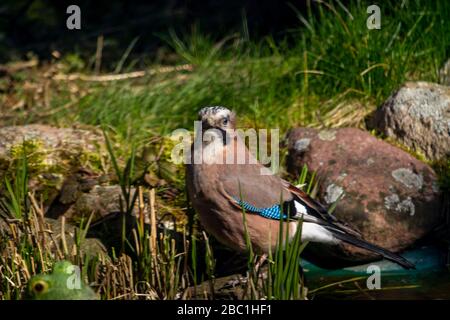 La jay eurasiatica, la jay, l'acorn jay - una specie di uccello medio della famiglia crow. Foto Stock