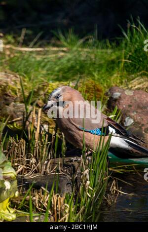 La jay eurasiatica, la jay, l'acorn jay - una specie di uccello medio della famiglia crow. Foto Stock