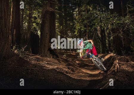 Donna in mountain bike attraverso la foresta, Santa Cruz, California, Stati Uniti Foto Stock