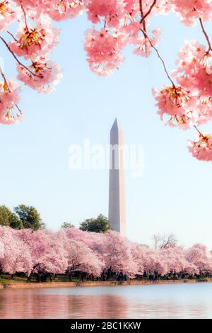 Washington DC – 3 aprile 2019: Festa dei fiori di ciliegio con il memoriale di Washington intorno al bacino delle maree Foto Stock