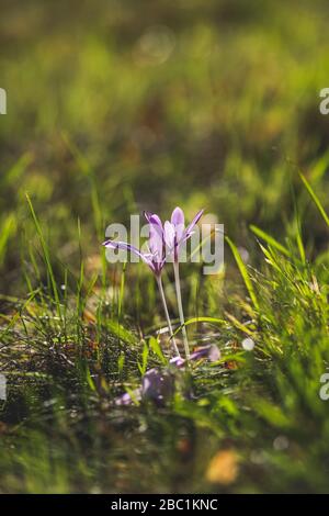 Germania, Crocuses autunnali (Colchicum autumnale) fioritura in erba Foto Stock