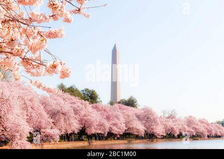 Washington DC – 3 aprile 2019: Festa dei fiori di ciliegio con il memoriale di Washington intorno al bacino delle maree Foto Stock