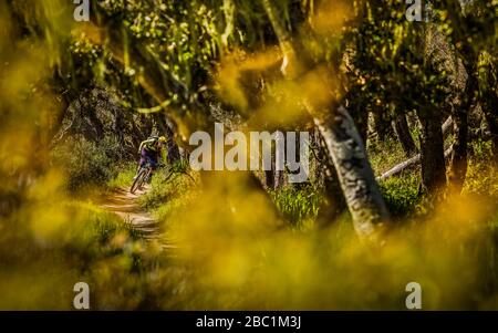 Mountain Biker femmina su un unico sentiero a cavallo attraverso la foresta, Fort Ord National Monument Park, Monterey, California, Stati Uniti Foto Stock