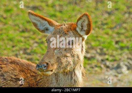 RED DEER Foto Stock