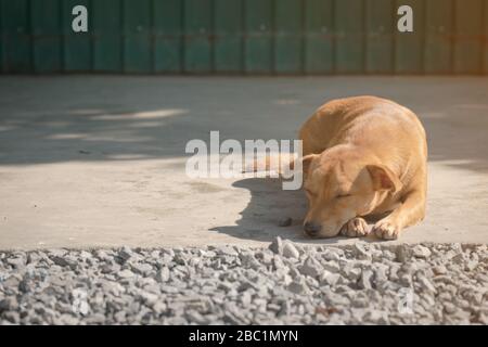 Piccolo cane sdraiarsi e dormire sul pavimento in cemento. Foto Stock
