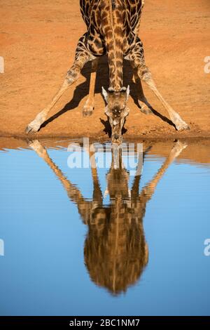 Un ritratto verticale di una giraffa bevente, presa al tramonto nella Riserva di gioco di Madikwe, Sud Africa. Il cielo blu profondo è riflesso magnificamente in th Foto Stock