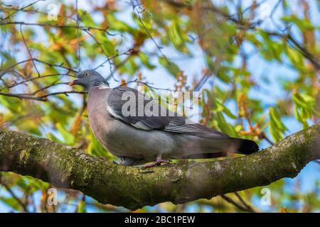 Woodpigeon comune in un albero. Foto Stock