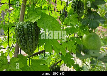 Piante biologiche di melone amaro e melone invernale che salpano sulla rete di filo di pollo, parte del progetto di giardinaggio urbano, visto in una giornata estiva soleggiata Foto Stock