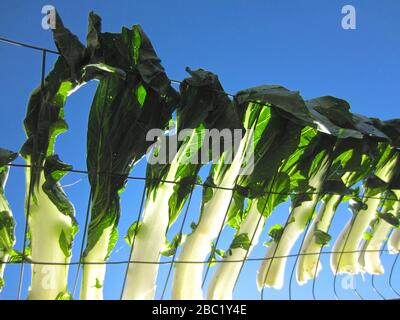 Bio Choy (verdure cinesi), che si asciuga al sole sulla rete metallica di pollo, parte del progetto di giardinaggio urbano, visto in una giornata estiva di sole Foto Stock