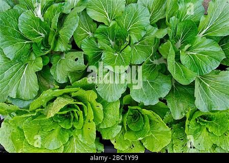 primo piano di bok choy e lattuga nel orto Foto Stock