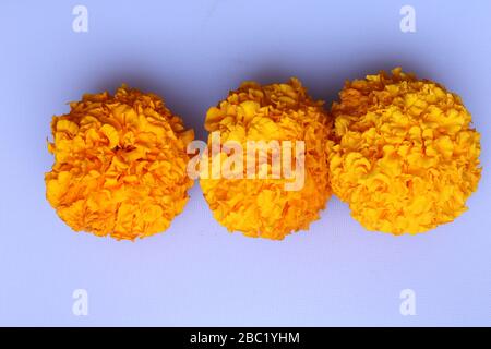 Marigold Flower Rangoli Design per il Festival Ugadi Foto Stock