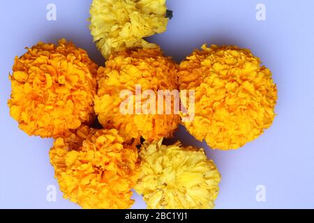 Marigold Flower Rangoli Design per il Festival Ugadi Foto Stock