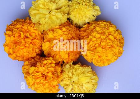 Marigold Flower Rangoli Design per il Festival Ugadi Foto Stock