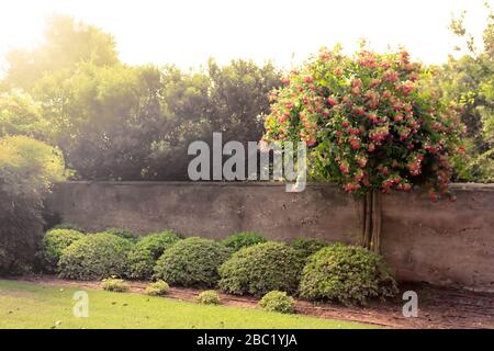 Albero in fiore in raggi di sole nel parco Ramat Hanadiv, Memorial Gardens of Baron Edmond de Rothschild, Zichron Yaakov, Israele Foto Stock