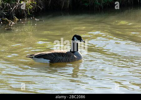 Un'oca canadese (Branta canadensis) sul canale Kennet & Avon nel Wiltshire Foto Stock