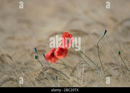 Papaveri comuni / papavero rosso / papaveri di mais (Papaver rhoeas) fioritura in campo di grano / campo di mais in estate Foto Stock