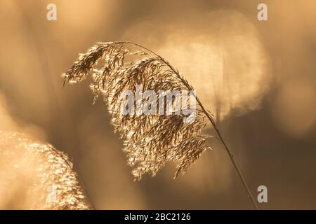 Primo piano di testa di seme / testa di pianta di reed comune (Phragmites australis / Phragmites communis) in letto di reed / reedbed in inverno Foto Stock