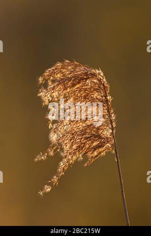 Primo piano di testa di seme / testa di pianta di reed comune (Phragmites australis / Phragmites communis) in letto di reed / reedbed in inverno Foto Stock