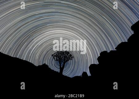 Una bella fotografia notturna del cielo di un albero faretra incorniciato da montagne rocciose, con percorsi circolari a stella che creano un vortice intorno all'albero, Foto Stock