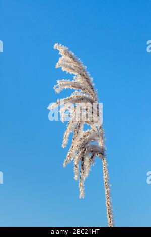 Primo piano di testa di seme / testa di pianta di reed comune (Phragmites australis / Phragmites communis) coperto in adviction gelo / vento gelo in inverno Foto Stock