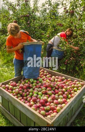 OSWEGO COUNTY, NEW YORK, USA, SETTEMBRE 1985 - raccoglitori di mele al lavoro nel frutteto di mele. Foto Stock