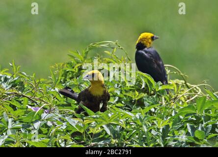 Giallo-hooded Blackbird (Chrysomus itterocephalus) due maschi in bassa vegetazione, ha introdotto la popolazione vicino Lima, Perù marzo Foto Stock