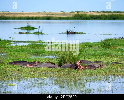 Ippopotamo comune (Hippopotamus anfibio). Gruppo di ippopotami nel Parco Nazionale di Amboseli, Kenya, Africa Foto Stock