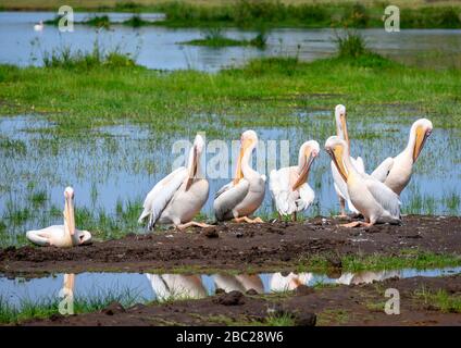 Grande pelicano bianco (Pelecanus onocromalus). Grandi pellicani bianchi nel Parco Nazionale di Amboseli, Kenya, Africa Foto Stock