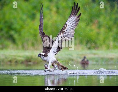 Osprey che prende un pesce per uno stagno alla tenuta di Rothiemurcus, Aviemore Scozia. Foto Stock