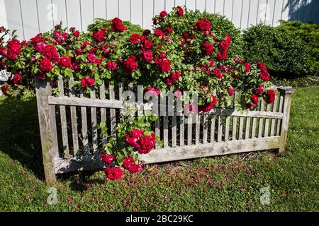 Cespugli di rosa rossa su una recinzione di picket in legno a Cape May, New Jersey, USA Foto Stock