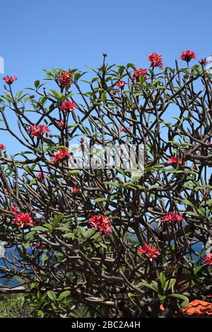 Grenada Mount Cinnamon Hotel Frangipani Tree - Rubra Foto Stock