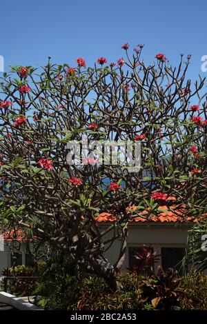 Grenada Mount Cinnamon Hotel Frangipani Tree - Rubra Foto Stock