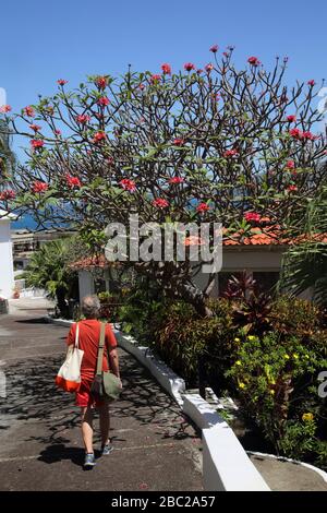 Grenada Mount Cinnamon Hotel Frangipani Tree - Rubra Foto Stock