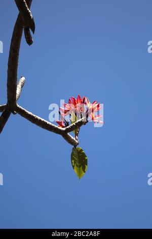 Grenada Mount Cinnamon Hotel Frangipani Tree - Rubra Foto Stock