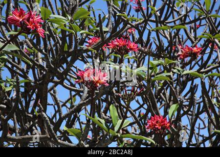 Grenada Mount Cinnamon Hotel Frangipani Tree - Rubra Foto Stock