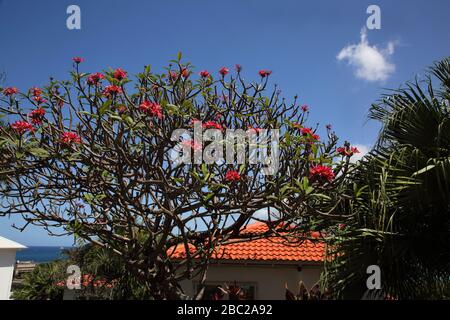 Grenada Mount Cinnamon Hotel Frangipani Tree - Rubra Foto Stock