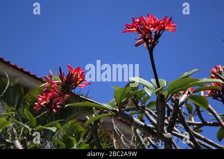 Grenada Mount Cinnamon Hotel Frangipani Tree - Rubra Foto Stock