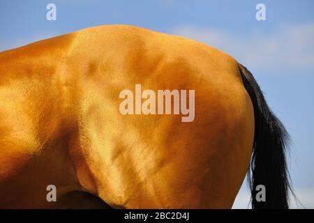 Baia Akhal Teke cavallo croup. Parte del corpo animale da vicino. Orizzontale, vista laterale. Foto Stock