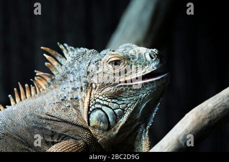 Ritratto di iguana in uno zoo Foto Stock