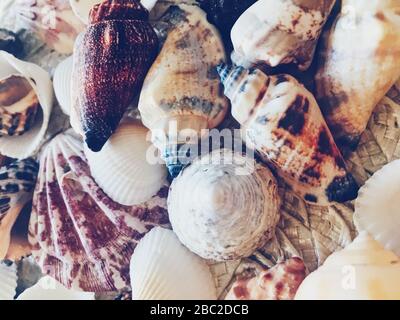 Conchiglie come sfondo estivo costiero, natura e concetto di viaggio Foto Stock