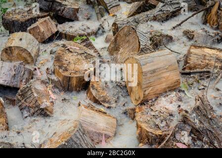 Tronchi di legno con foglie e polline nel campo Foto Stock