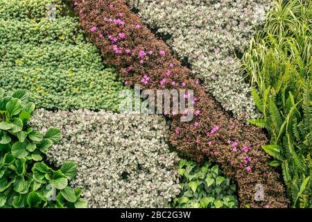 Accurata parete floreale dettaglio con fiori, erbe, felci, foglie. Foto Stock
