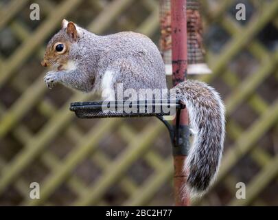 Scoiattolo grigio ( sciurus carolinessis) mangiare arachidi su un alimentatore di uccelli, Scozia, Regno Unito Foto Stock