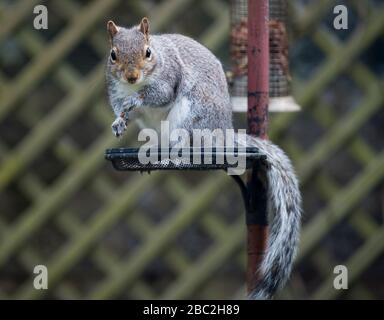 Scoiattolo grigio ( sciurus carolinessis) mangiare arachidi su un alimentatore di uccelli, Scozia, Regno Unito Foto Stock