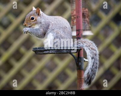 Scoiattolo grigio ( sciurus carolinessis) mangiare arachidi su un alimentatore di uccelli, Scozia, Regno Unito Foto Stock