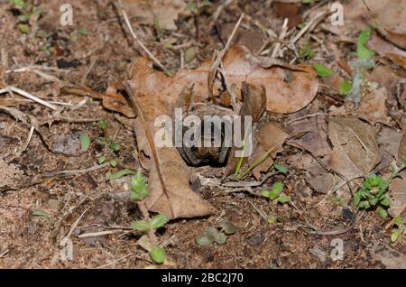 Burrowing Wolf Spider, Geolycosa sp., all'ingresso della burrow Foto Stock