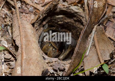 Burrowing Wolf Spider, Geolycosa sp., all'ingresso della burrow Foto Stock