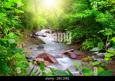 Bel flusso che scorre attraverso una foresta verde, incorniciato da foglie vibranti, con raggi del sole che illuminano la scena dall'alto Foto Stock