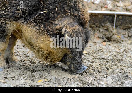 black woolly supig snuffles sul fango Foto Stock