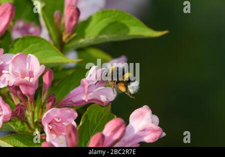 Bumblebee che si nutrono di fiori di weigelia Foto Stock